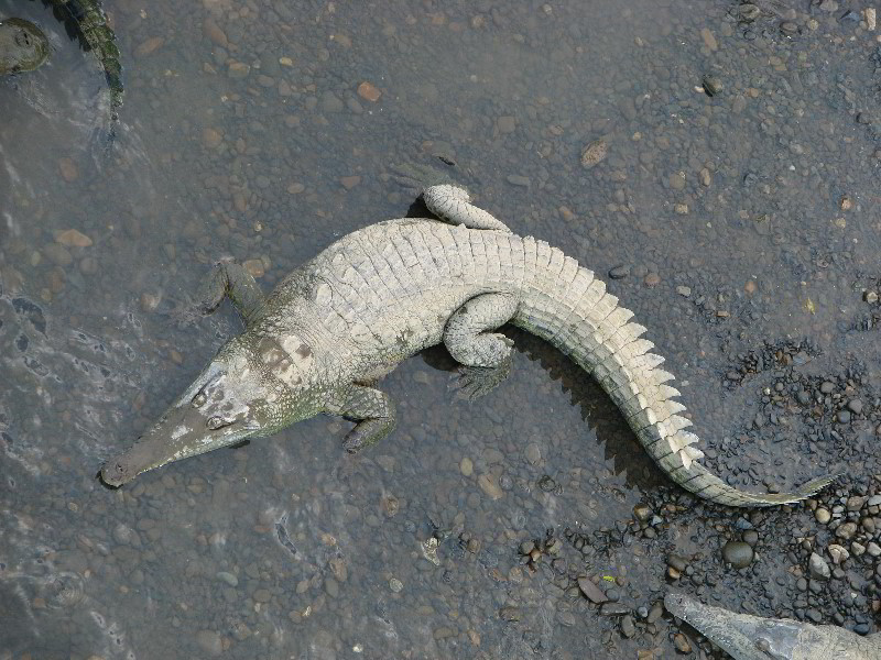 Tarcoles-River-Crocodile-Feeding-Costa-Rica-054