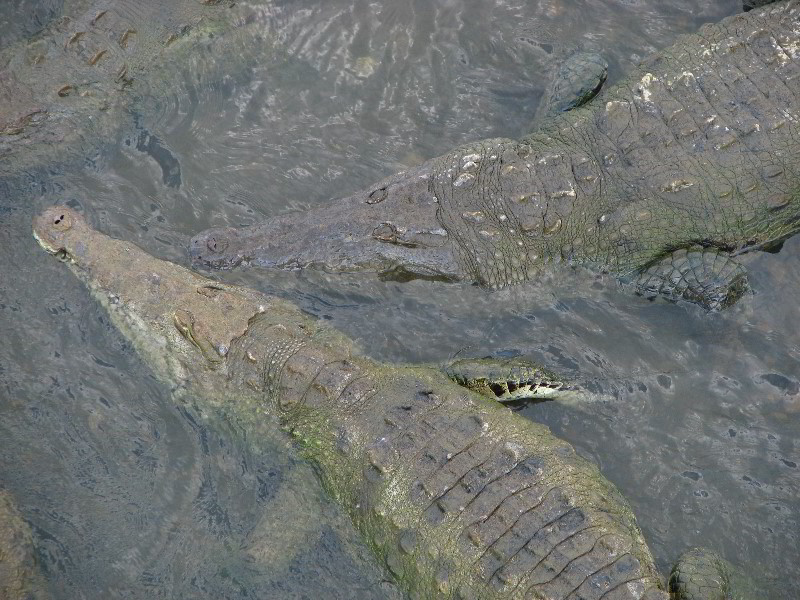 Tarcoles-River-Crocodile-Feeding-Costa-Rica-056