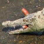 Tarcoles River Crocodile Feeding - Costa Rica
