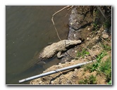 Tarcoles-River-Crocodile-Feeding-Costa-Rica-003