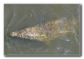 Tarcoles-River-Crocodile-Feeding-Costa-Rica-008
