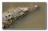 Tarcoles-River-Crocodile-Feeding-Costa-Rica-015