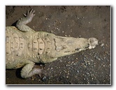 Tarcoles-River-Crocodile-Feeding-Costa-Rica-020