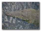 Tarcoles-River-Crocodile-Feeding-Costa-Rica-046