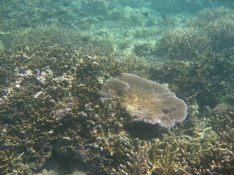 Taveuni-Island-Fiji-Underwater-Snorkeling-Pictures-009