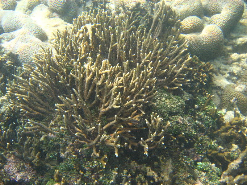 Taveuni-Island-Fiji-Underwater-Snorkeling-Pictures-010