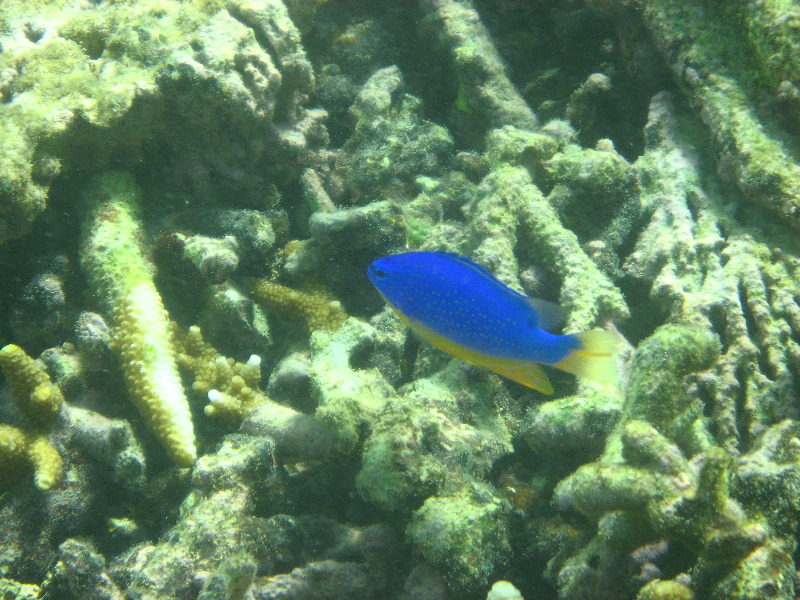 Taveuni-Island-Fiji-Underwater-Snorkeling-Pictures-016