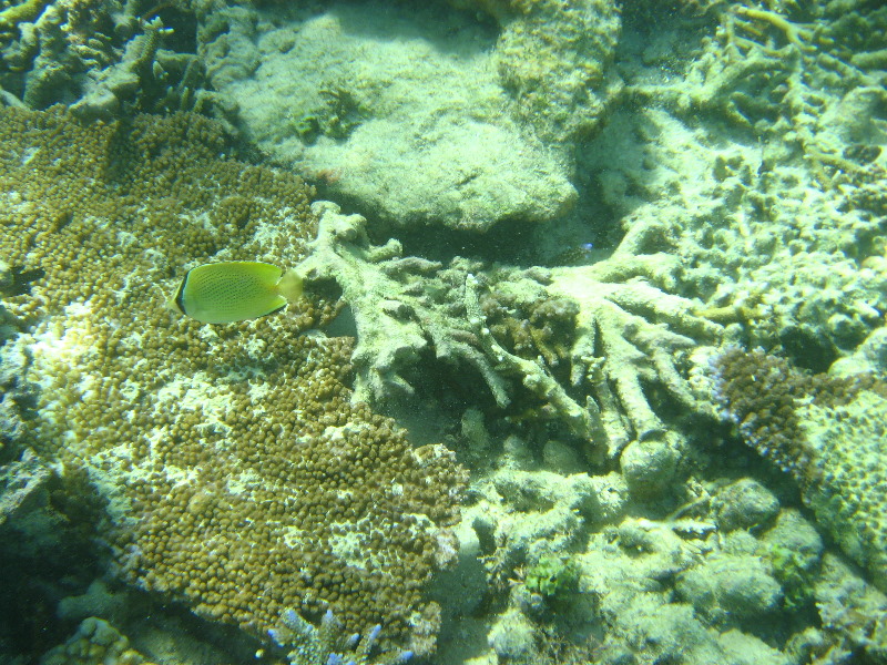 Taveuni-Island-Fiji-Underwater-Snorkeling-Pictures-020