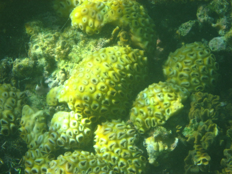 Taveuni-Island-Fiji-Underwater-Snorkeling-Pictures-028