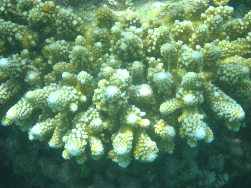Taveuni-Island-Fiji-Underwater-Snorkeling-Pictures-033