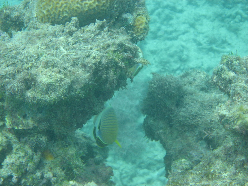 Taveuni-Island-Fiji-Underwater-Snorkeling-Pictures-043