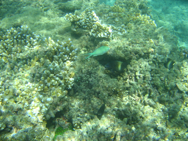 Taveuni-Island-Fiji-Underwater-Snorkeling-Pictures-046