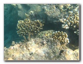 Taveuni-Island-Fiji-Underwater-Snorkeling-Pictures-197