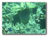 Taveuni-Island-Fiji-Underwater-Snorkeling-Pictures-198