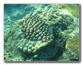 Taveuni-Island-Fiji-Underwater-Snorkeling-Pictures-204