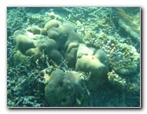 Taveuni-Island-Fiji-Underwater-Snorkeling-Pictures-205