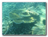 Taveuni-Island-Fiji-Underwater-Snorkeling-Pictures-207