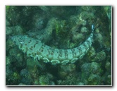 Taveuni-Island-Fiji-Underwater-Snorkeling-Pictures-208