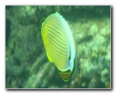 Taveuni-Island-Fiji-Underwater-Snorkeling-Pictures-211