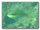 Taveuni-Island-Fiji-Underwater-Snorkeling-Pictures-213