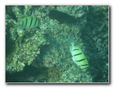 Taveuni-Island-Fiji-Underwater-Snorkeling-Pictures-216