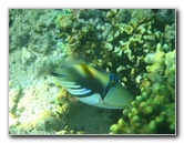 Taveuni-Island-Fiji-Underwater-Snorkeling-Pictures-222