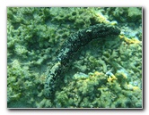 Taveuni-Island-Fiji-Underwater-Snorkeling-Pictures-226