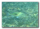 Taveuni-Island-Fiji-Underwater-Snorkeling-Pictures-235