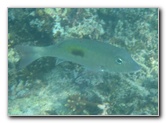 Taveuni-Island-Fiji-Underwater-Snorkeling-Pictures-236