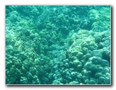 Two-Step-Snorkeling-Honaunau-Bay-South-Kona-Big-Island-023