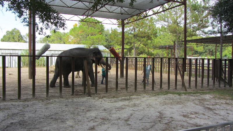 Two-Tails-Ranch-Exotic-Animal-Sanctuary-Williston-FL-012