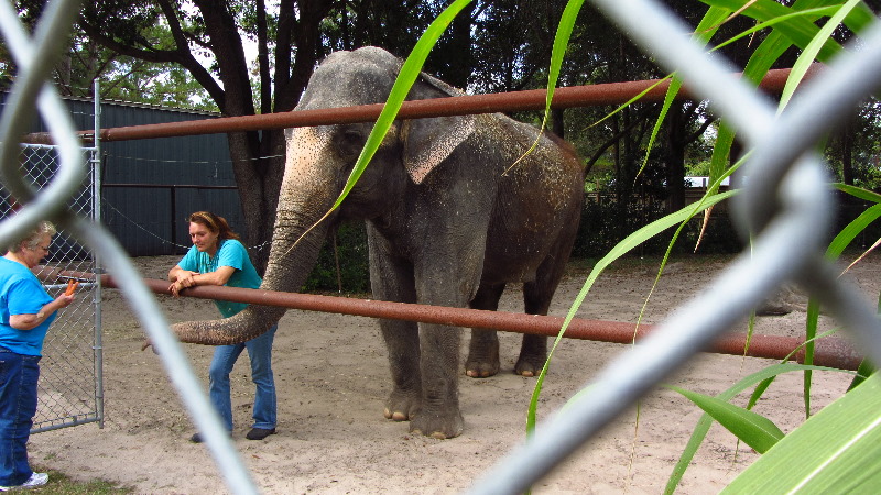 Two-Tails-Ranch-Exotic-Animal-Sanctuary-Williston-FL-017