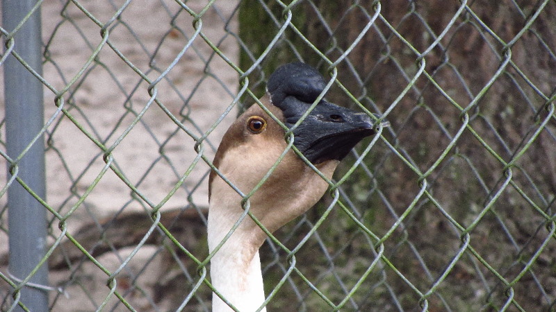 Two-Tails-Ranch-Exotic-Animal-Sanctuary-Williston-FL-023