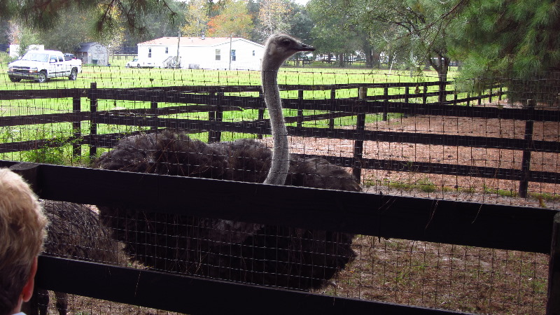 Two-Tails-Ranch-Exotic-Animal-Sanctuary-Williston-FL-026