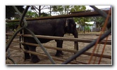 Two-Tails-Ranch-Exotic-Animal-Sanctuary-Williston-FL-001