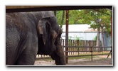 Two-Tails-Ranch-Exotic-Animal-Sanctuary-Williston-FL-002