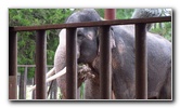 Two-Tails-Ranch-Exotic-Animal-Sanctuary-Williston-FL-006