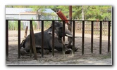Two-Tails-Ranch-Exotic-Animal-Sanctuary-Williston-FL-009