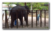 Two-Tails-Ranch-Exotic-Animal-Sanctuary-Williston-FL-013