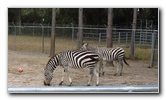 Two-Tails-Ranch-Exotic-Animal-Sanctuary-Williston-FL-019