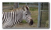 Two-Tails-Ranch-Exotic-Animal-Sanctuary-Williston-FL-021