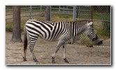 Two-Tails-Ranch-Exotic-Animal-Sanctuary-Williston-FL-022