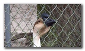 Two-Tails-Ranch-Exotic-Animal-Sanctuary-Williston-FL-023