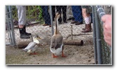 Two-Tails-Ranch-Exotic-Animal-Sanctuary-Williston-FL-025