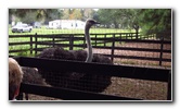 Two-Tails-Ranch-Exotic-Animal-Sanctuary-Williston-FL-026