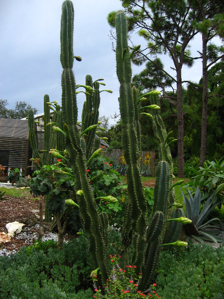 USF-Botanical-Gardens-Tampa-FL-037