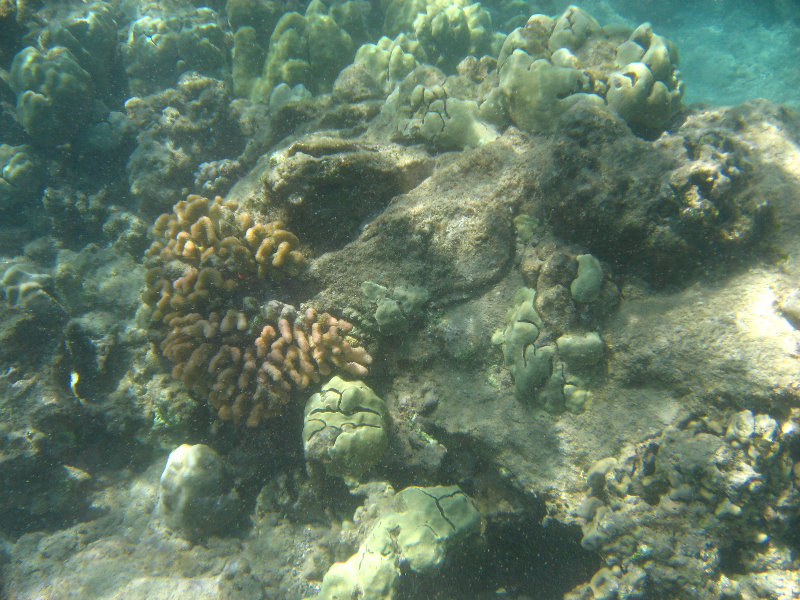 Waialea-Bay-Beach-69-Snorkeling-Kamuela-Big-Island-Hawaii-041