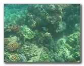 Waialea-Bay-Beach-69-Snorkeling-Kamuela-Big-Island-Hawaii-012