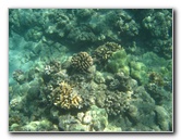 Waialea-Bay-Beach-69-Snorkeling-Kamuela-Big-Island-Hawaii-016