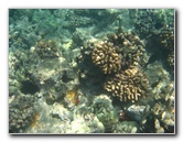 Waialea-Bay-Beach-69-Snorkeling-Kamuela-Big-Island-Hawaii-018